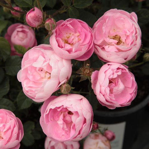 Shop - Rosa Raubritter® - rosa - park und strauchrosen - stark duftend - Wilhelm J.H. Kordes II. - In ihrer vollständigen Blütenpracht verlieben wir uns ganz bestimmt in diese schöne Rose.